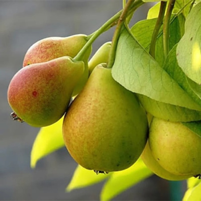 Груша СЕВЕРЯНКА в Петропавловске