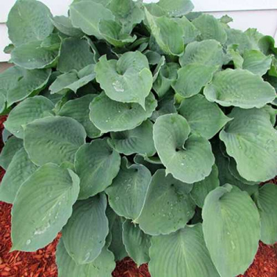 Хоста МУНЛАЙТ СОНАТА гибридная в Петропавловске