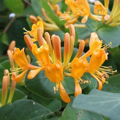 Жимолость ТЕЛЬМАНА в Петропавловске