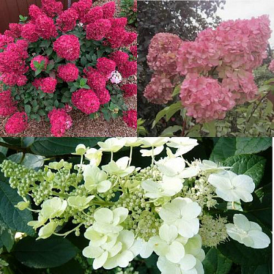 Комплект САД ЭМОЦИЙ в Петропавловске