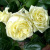 Роза ЭЛЬФ плетистая в Петропавловске