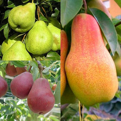 Комплект ГРУШЕВОЕ АССОРТИ в Петропавловске