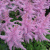 Астильба ГИАЦИНТ Арендса в Петропавловске