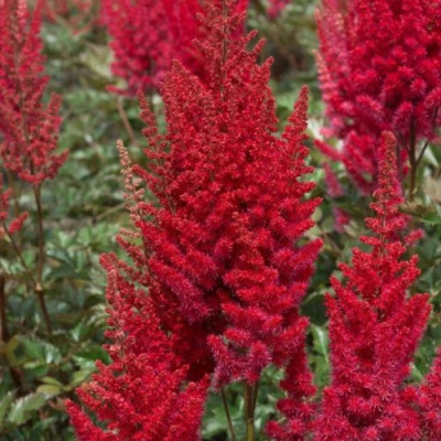 Астильба СКАЙСКРЕЙПЕР китайская в Петропавловске