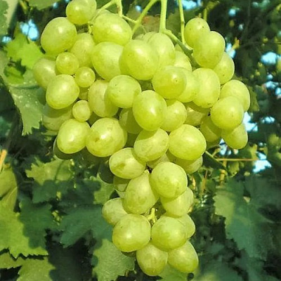 ВИНОГРАД СУПЕР ЭКСТРА (ЦИТРИН) в Петропавловске