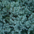 Можжевельник БЛЮ СТАР чешуйчатый в Петропавловске