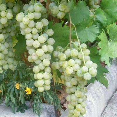 Виноград МУСКАТ ГОЛОДРЫГИ в Петропавловске