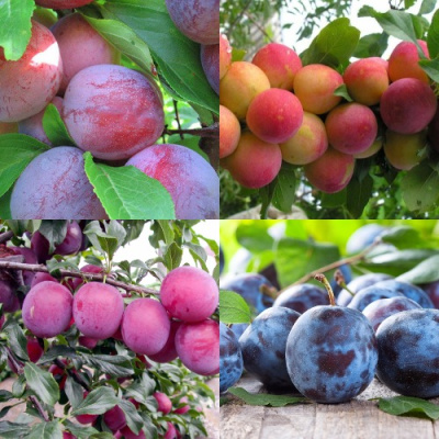 Комплект СЛИВОВЫЙ САД в Петропавловске