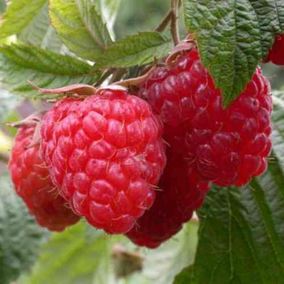 Малина ГЕРАКЛ в Петропавловске