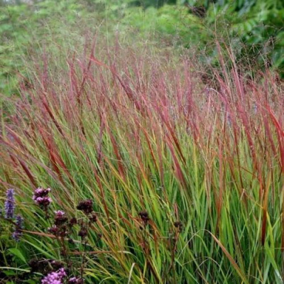 Просо РЕБРАУН прутьевидное в Петропавловске