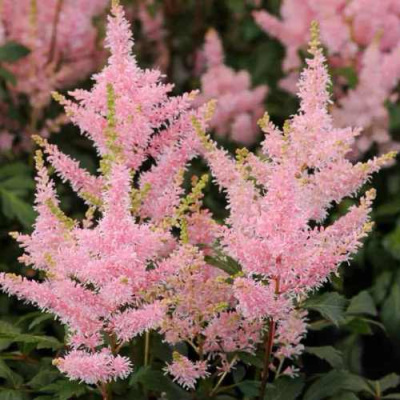 Астильба ЮНИК САЛМОН гибридная в Петропавловске