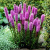 Лиатрис РОЗЕА колосковая в Петропавловске