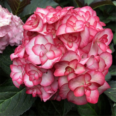 Гортензия Ю ЭНД МИ МИСС САОРИ крупнолистная в Петропавловске