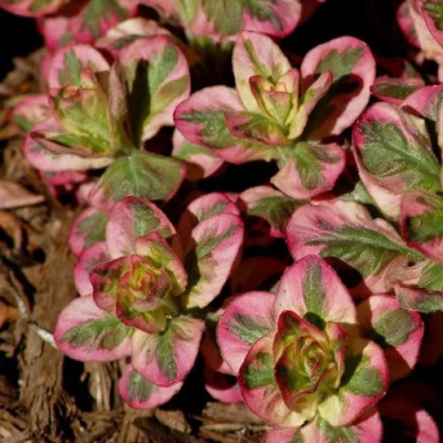 Вербейник АЛЕКСАНДР точечный в Петропавловске