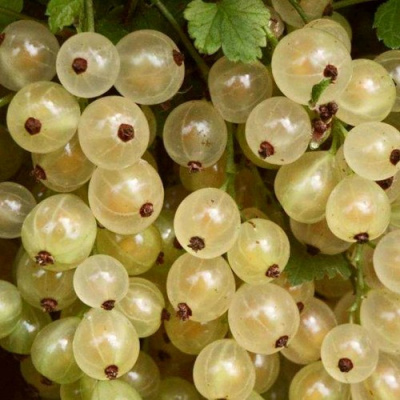 Смородина белая СМОЛЬЯНИНОВСКАЯ в Петропавловске