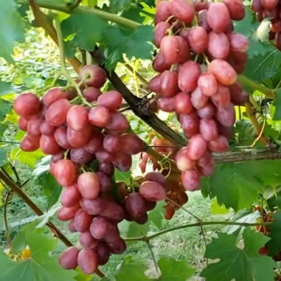 Виноград БАСАНТИ в Петропавловске