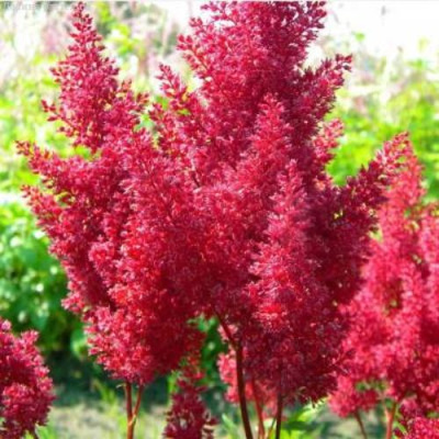 Астильба СКАЙСКРЕЙПЕР китайская в Петропавловске