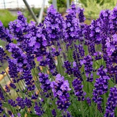 Лаванда ХИДКОТ БЛЮ узколистная в Петропавловске