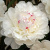 Пион ФЕСТИВА МАКСИМА травянистый в Петропавловске