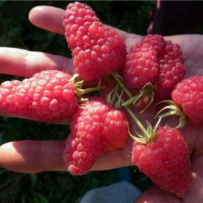 Малина ЛЯЧКА (ЛАШКА, ЛЯШКА) в Петропавловске