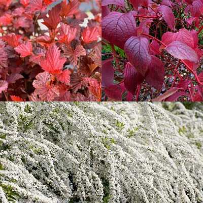 Комплект ЖИВАЯ ИЗГОРОДЬ в Петропавловске