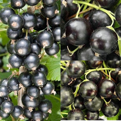 Комплект ЧЕРНАЯ СИЛА в Петропавловске