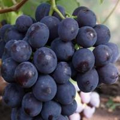 Виноград РОШФОР в Петропавловске