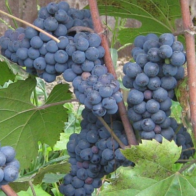 Виноград ЛЕОН МИЙО в Петропавловске