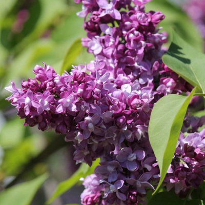 Сирень ИЗОБИЛИЕ в Петропавловске