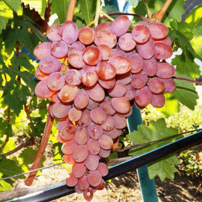 Виноград РУМБА в Петропавловске