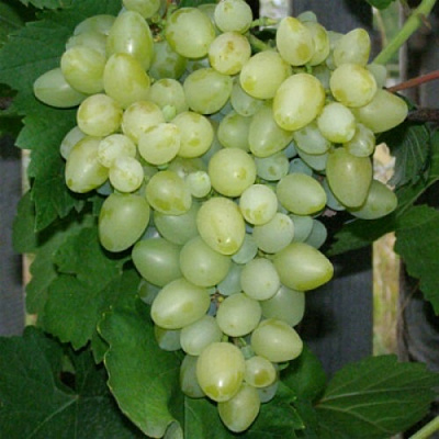 Виноград КИШМИШ АФРОДИТА в Петропавловске