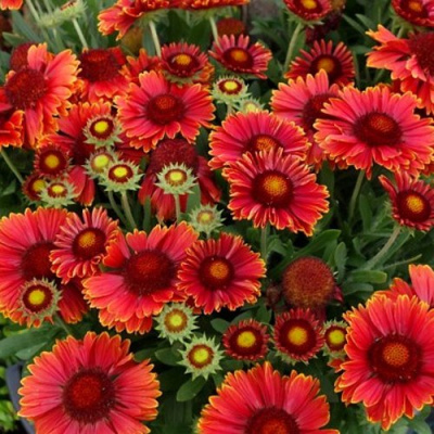 Гайлардия АРИЗОНА РЕД ШЕЙДС в Петропавловске