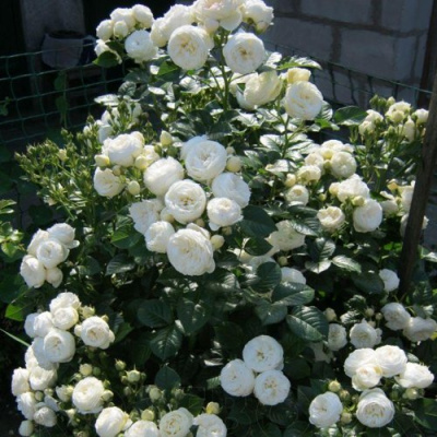 Роза АРТЕМИС шраб в Петропавловске