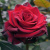 Роза ЭКСПЛОРЕР чайно-гибридная в Петропавловске