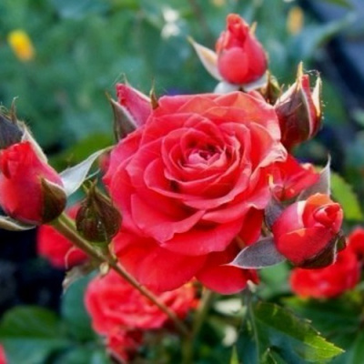 Роза МИДЖЕТ спрей в Петропавловске