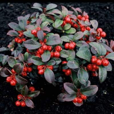 Гаультерия вечнозеленая в Петропавловске