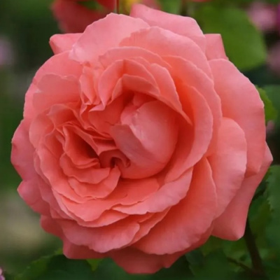 Роза ДИ ДИ БРИДЖУОТЕР плетистая в Петропавловске