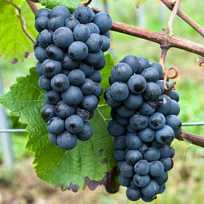 Виноград ПИНО НУАР (ПРЕКОСЕ) в Петропавловске