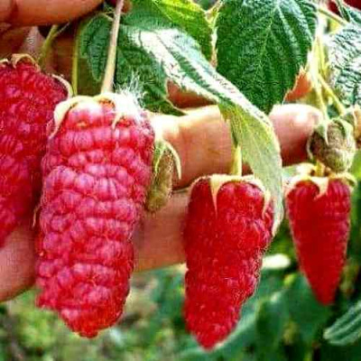 Малина ЛЯЧКА (ЛАШКА, ЛЯШКА) в Петропавловске