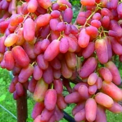 Виноград ЮЛИАН в Петропавловске