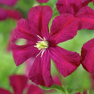 Клематис МАДАМ ДЖУЛИЯ КОРРЕВОН в Петропавловске