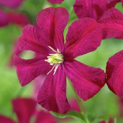 Клематис МАДАМ ДЖУЛИЯ КОРРЕВОН в Петропавловске