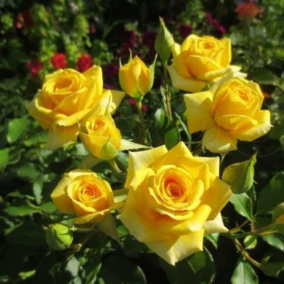 Роза ШАНИ спрей в Петропавловске