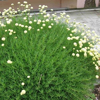 Сантолина зеленеющая в Петропавловске