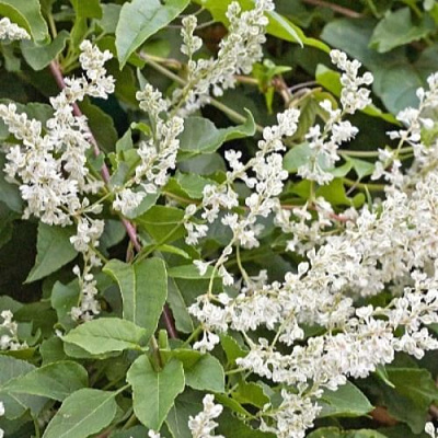 Фаллопия АУБЕРТА в Петропавловске