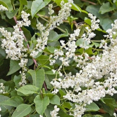 Фаллопия АУБЕРТА в Петропавловске