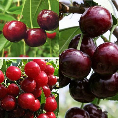 Комплект ВИШНЕВЫЙ САД в Петропавловске