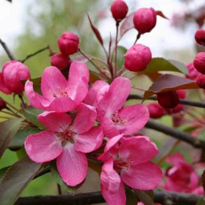 Яблоня РУДОЛЬФ декоративная  в Петропавловске