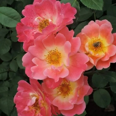 Роза ГЕРЦОГИНЯ ФРЕДЕРИКА шраб в Петропавловске