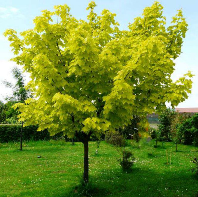 Клен ПРИНСЕТОН ГОЛД остролистный в Петропавловске